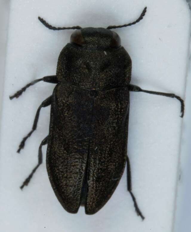 Imagem de Anthaxia quadripunctata (Linnaeus 1758)