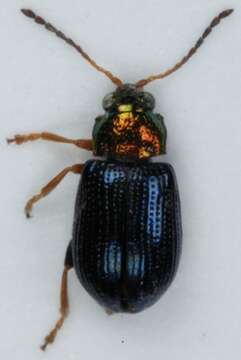 Image of Willow Flea Beetle