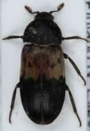 Image of larder beetle