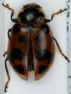 Image of 13-spot ladybird