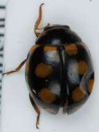 صورة <i>Coccinula quatuordecimpustulata</i>