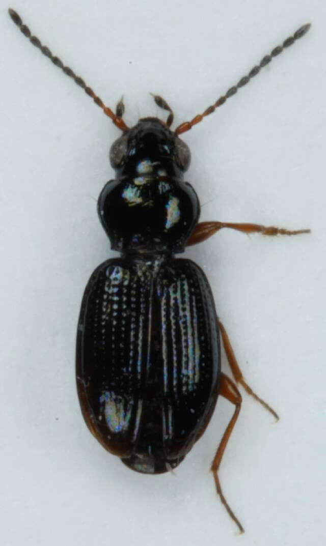 Plancia ëd Bembidion (Semicampa) gilvipes Sturm 1825