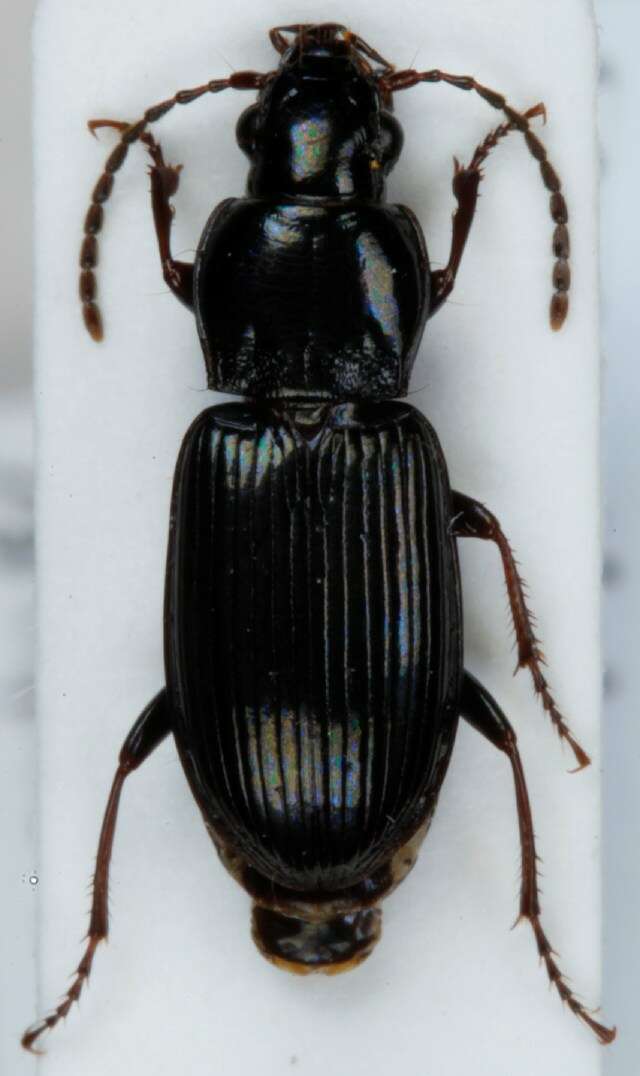 Image of Pterostichus (Pseudomaseus) minor (Gyllenhal 1827)