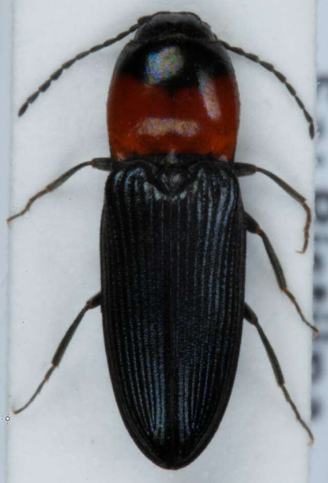 Image of <i>Cardiophorus ruficollis</i>