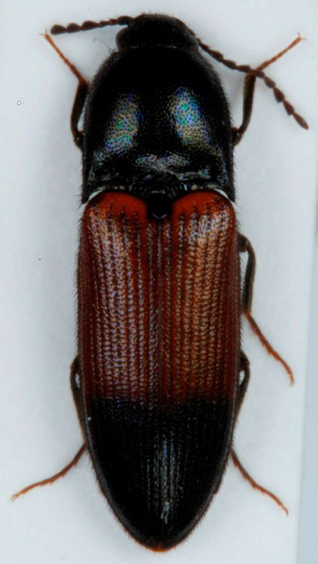 Imagem de <i>Ampedus balteatus</i>