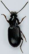 Image of Pterostichus (Phonias) strenuus (Panzer 1796)