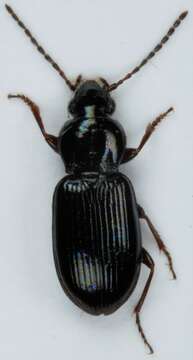 Image of Pterostichus (Phonias) strenuus (Panzer 1796)