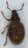 Image of Brachysomus (Brachysomus) echinatus (Bonsdorff 1785)