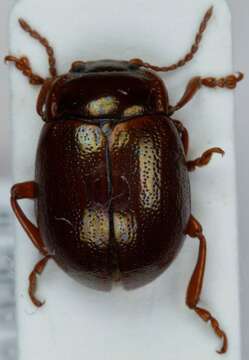 Image of Chrysolina (Chrysolina) staphylaea (Linnaeus 1758)