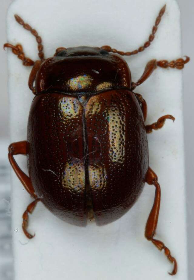 Image of Brown mint leaf beetle