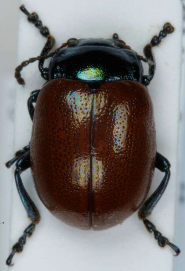 Image of Chrysolina polita