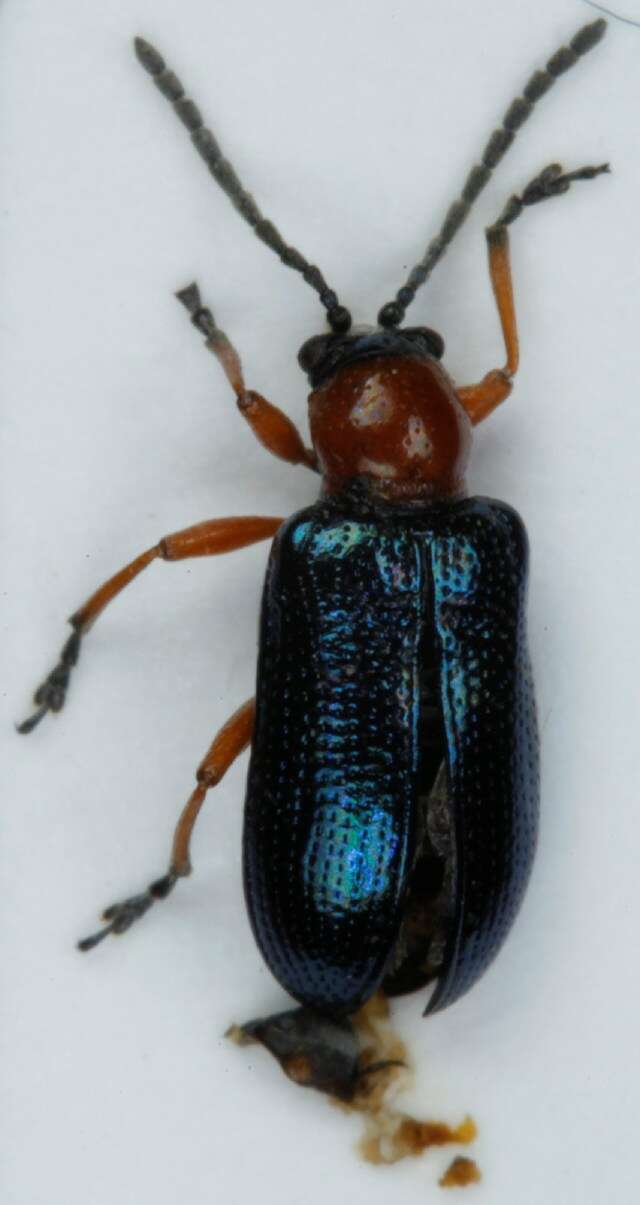 Image of Cereal leaf beetle