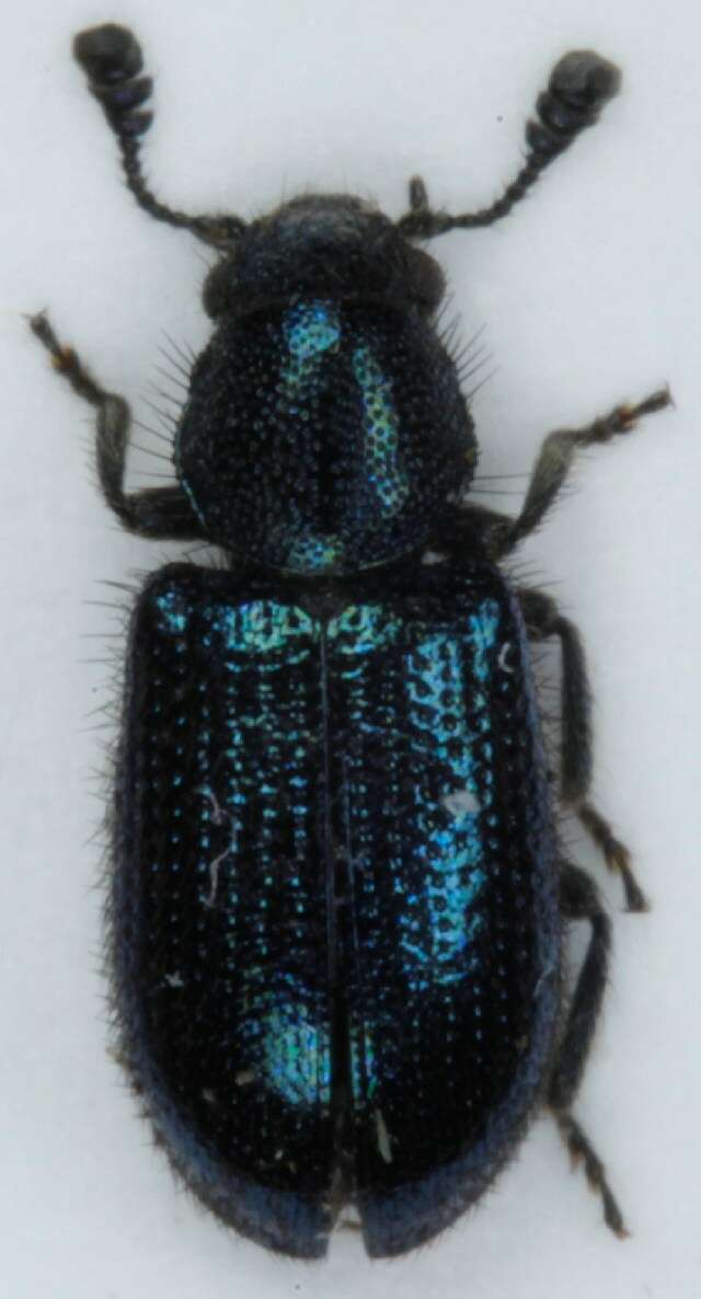 Image of Blacklegged Ham Beetle