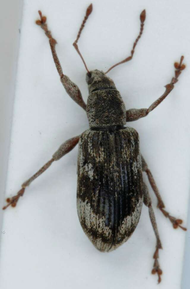 Polydrusus (Polydrusus) tereticollis (De Geer 1775) resmi