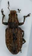 Image of Clover Root Weevil