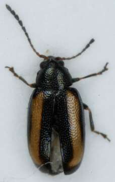 Image of <i>Phyllotreta vittula</i>