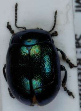 Image of Chrysolina (Spheromela) varians (Schaller 1783)