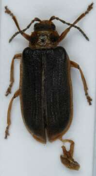 Image of Galerucella nymphaeae (Linnaeus 1758)