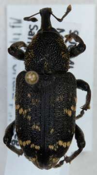 Image of large pine weevil