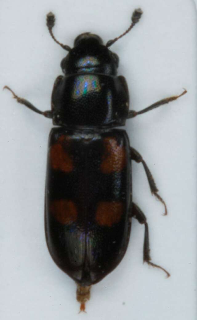 Image of European Bark Beetle Predator