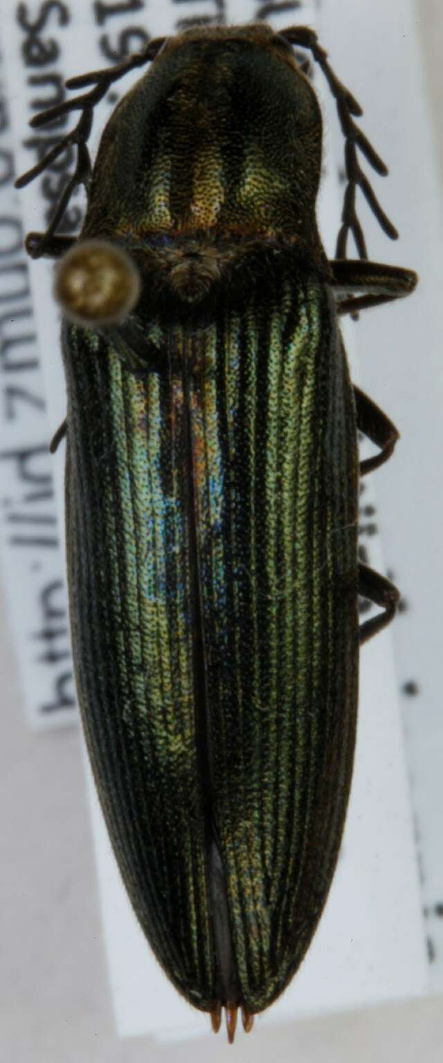 Imagem de <i>Ctenicera pectinicornis</i>