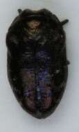 Image of Metallic wood-boring beetle