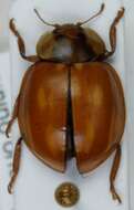 Image of Myzia oblongoguttata