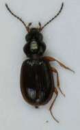 Plancia ëd Bembidion (Semicampa) gilvipes Sturm 1825