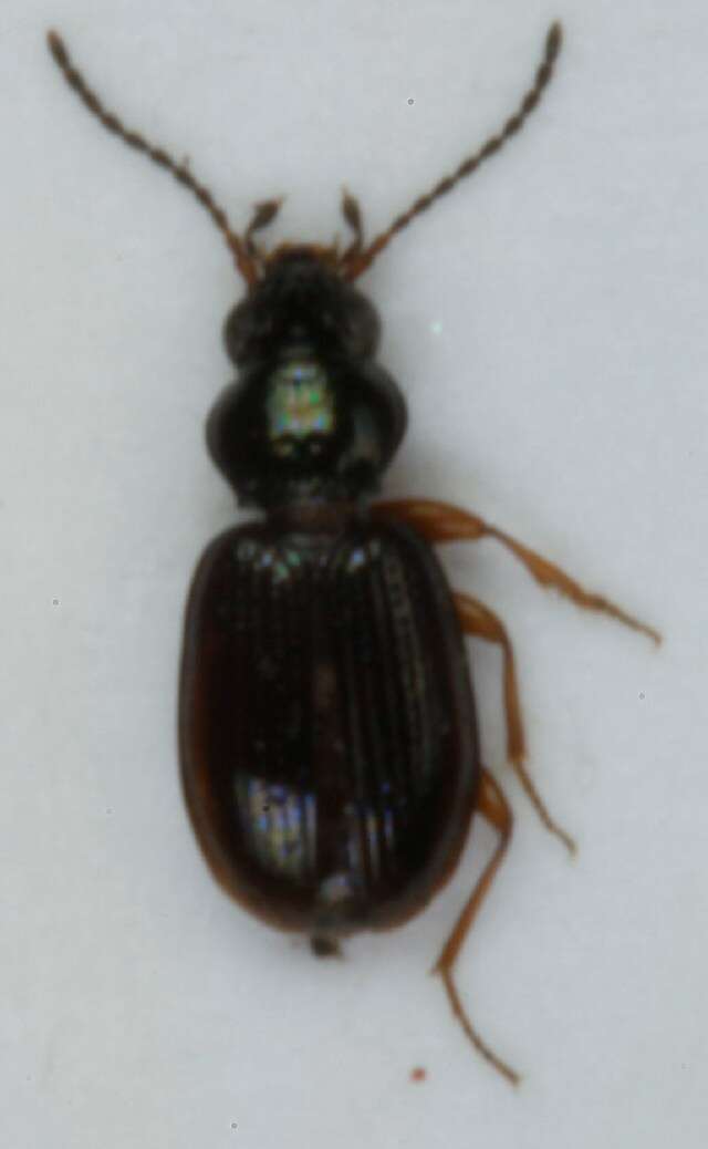 Bembidion (Semicampa) gilvipes Sturm 1825的圖片