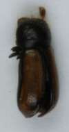 Image of European hardwood ambrosia beetle