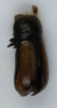 Image of European hardwood ambrosia beetle