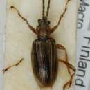 Image of Macroplea appendiculata (Panzer 1794)
