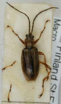 Image of Macroplea appendiculata (Panzer 1794)