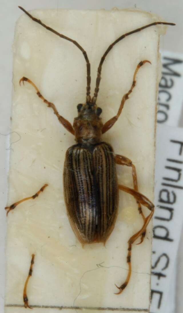 Image of Chrysomeloidea