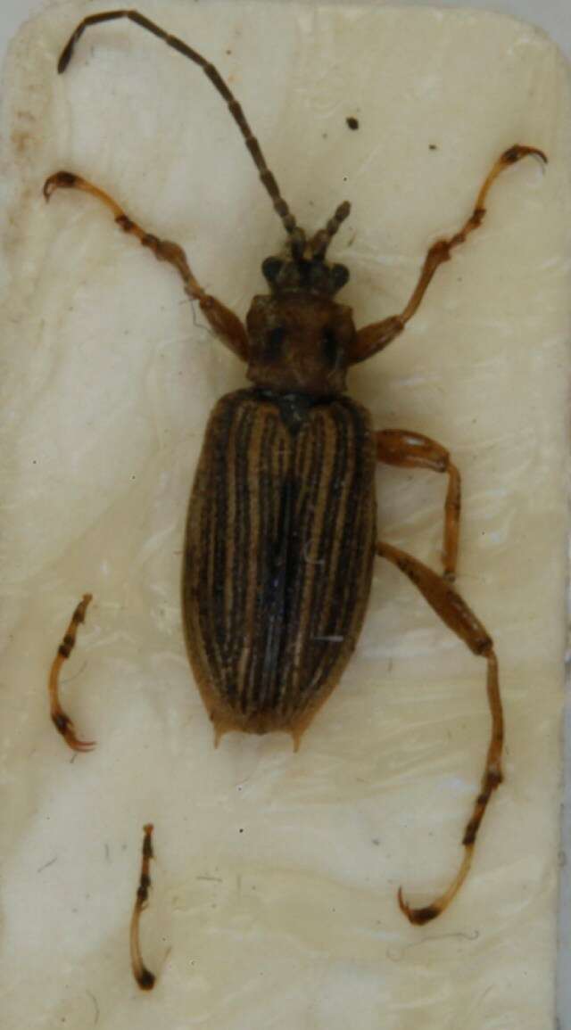 Image of Macroplea appendiculata (Panzer 1794)