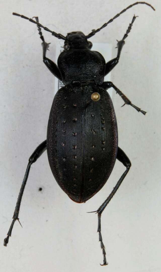 Image of Carabus (Oreocarabus) hortensis Linnaeus 1758