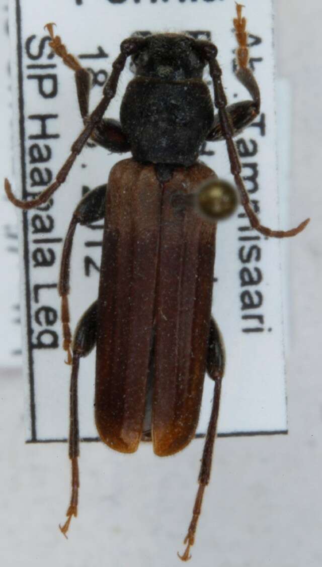 Image of Brown spruce longhorn beetle