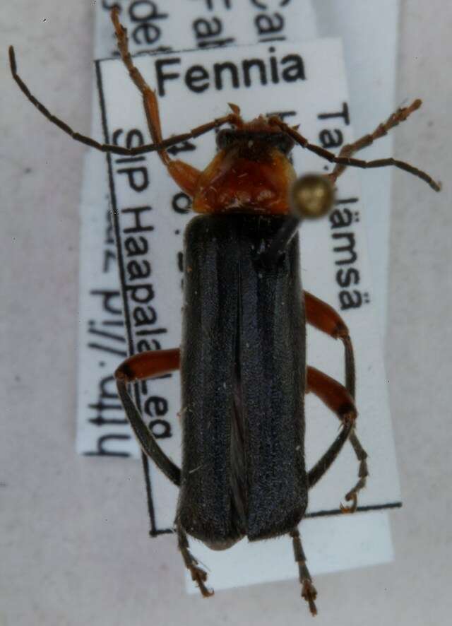 Imagem de <i>Cantharis pellucida</i>