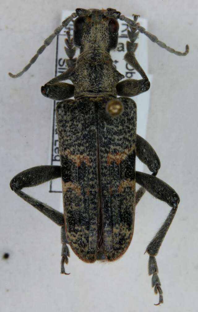 Image of Blackspotted Pliers Support Beetle