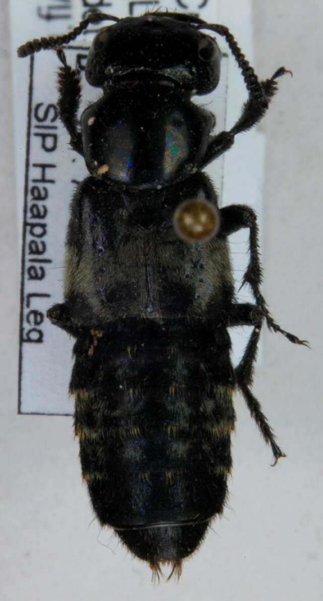 Image of Hairy Rove Beetle