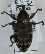 Image of large pine weevil