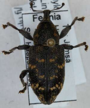 Hylobius abietis (Linnaeus & C. 1758)的圖片