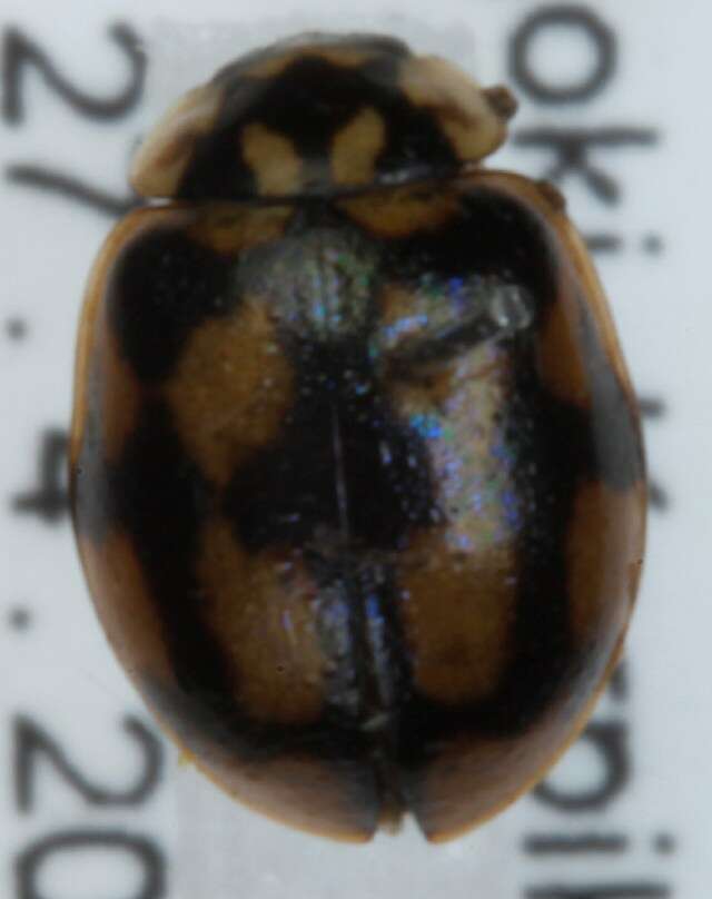 Imagem de <i>Adalia conglomerata</i>