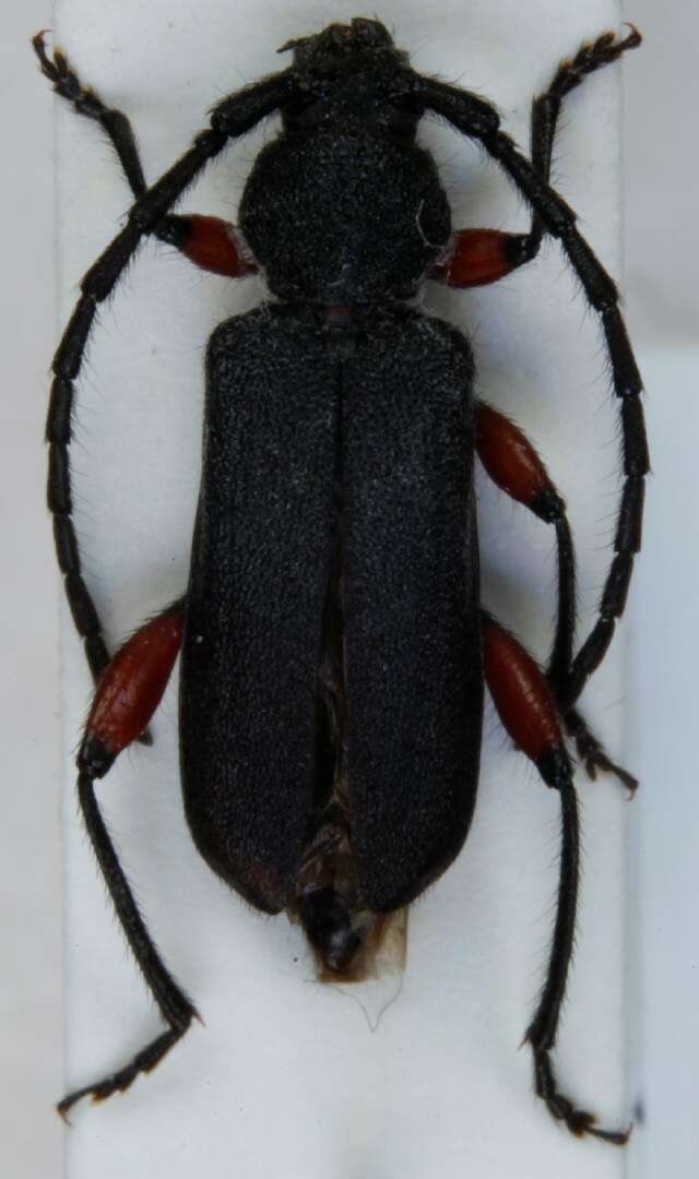 صورة Ropalopus femoratus (Linné 1758)