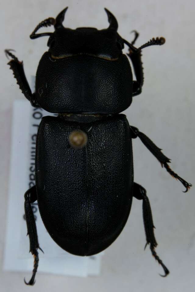 Image of Dorcus parallelipipedus (Linnaeus 1758)