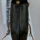 صورة <i>Stenagostus rhombeus</i>