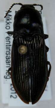 Image de <i>Selatosomus melancholicus</i>