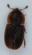 Image of <i>Epuraea pygmaea</i>