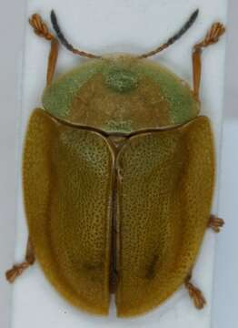 Image of Cassida (Odontionycha) viridis Linnaeus 1758