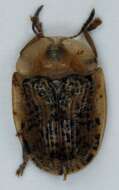 Image of Beet tortoise beetle